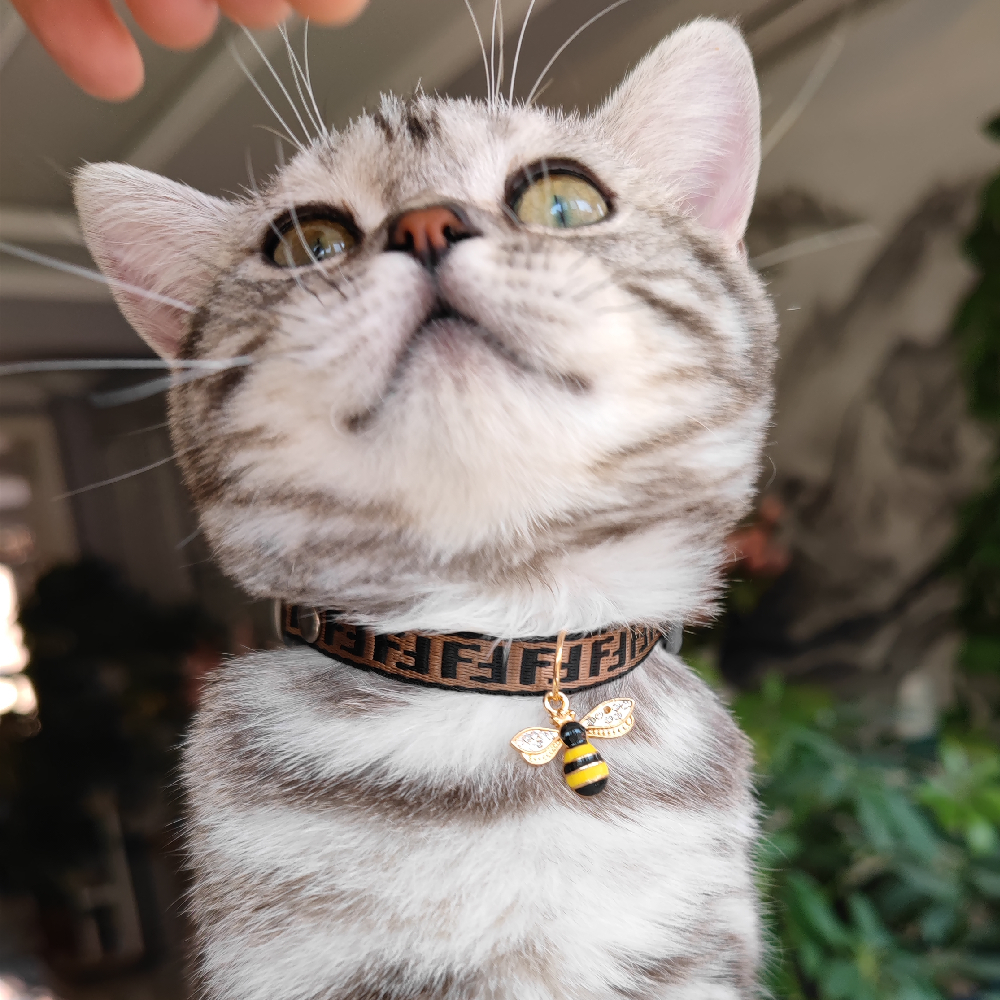 Luxury FF for cat--->More