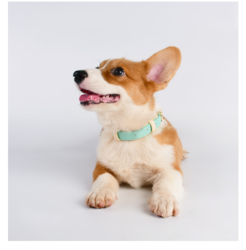 all in one set collar and leash(图4) all in one set collar and leash(图4)